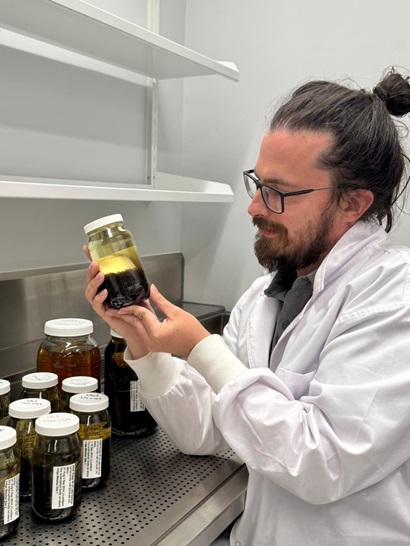 Person in a white lab coat holding a jar containing preserved insect samples, with several similar jars on a metal shelf in a laboratory setting.