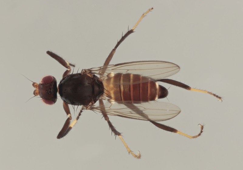 High-resolution image of a fly specimen showing wings, legs, and body segments against a neutral background.