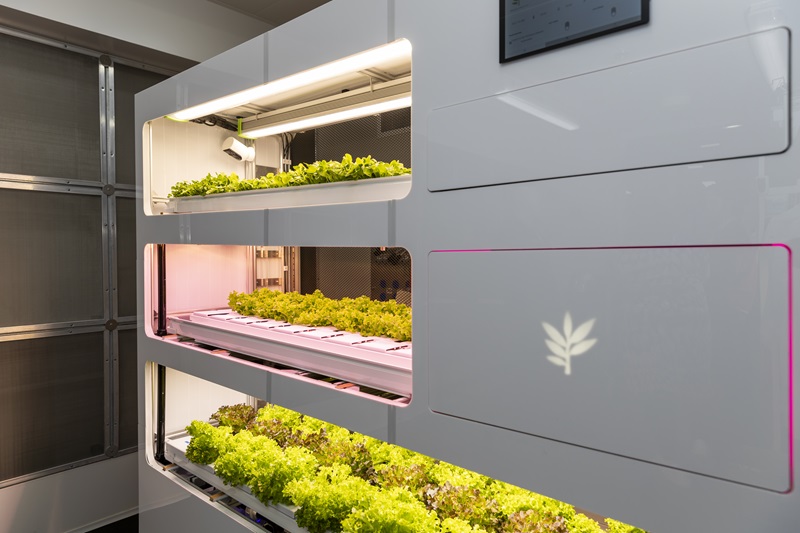 Food crops growing under lights in three rows positioned one on top of the other inside a room