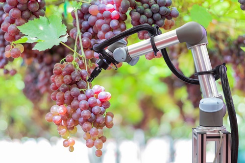 Robotic arm picking grapes.