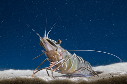 Close-up image of a prawn underwater