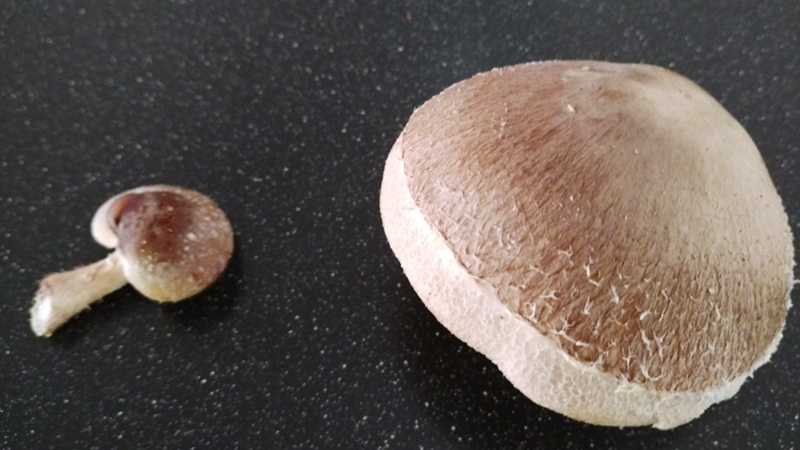 Two mushrooms: one has received the electrical treatment and is very large; the other, which didn’t receive treatment, is much smaller. 