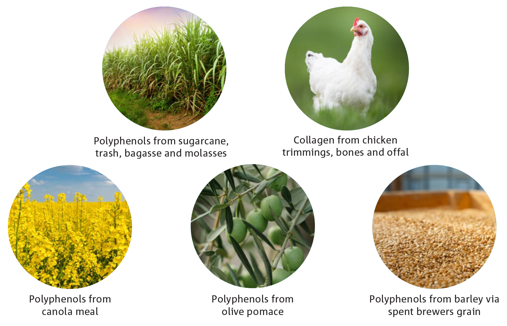 Five prospective opportunities selected for further profiling and potential commercial viability analysis. Polyphenols from sugarcane, trash, bagasse and molasses; from canola meal, olive pomace, barley via spent brewers grain and collagen from chicken trimmings, bones and offal.