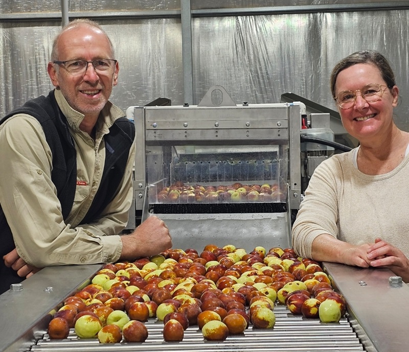 A man and woman stand by a conveyor belt covered in fresh jujube fruits.