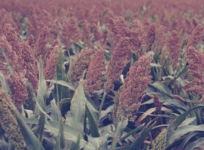 Heterosis on Sorghum