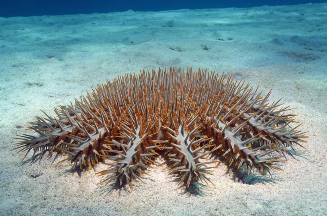 /-/media/Showcases/Great-Barrier-Reef/COTS.PNG?mw=1000&hash=F0910B412507A30F84C76ABBED7BDB46