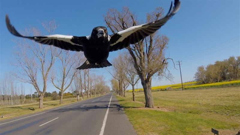 A magpie swooping as captured by a helmet camera