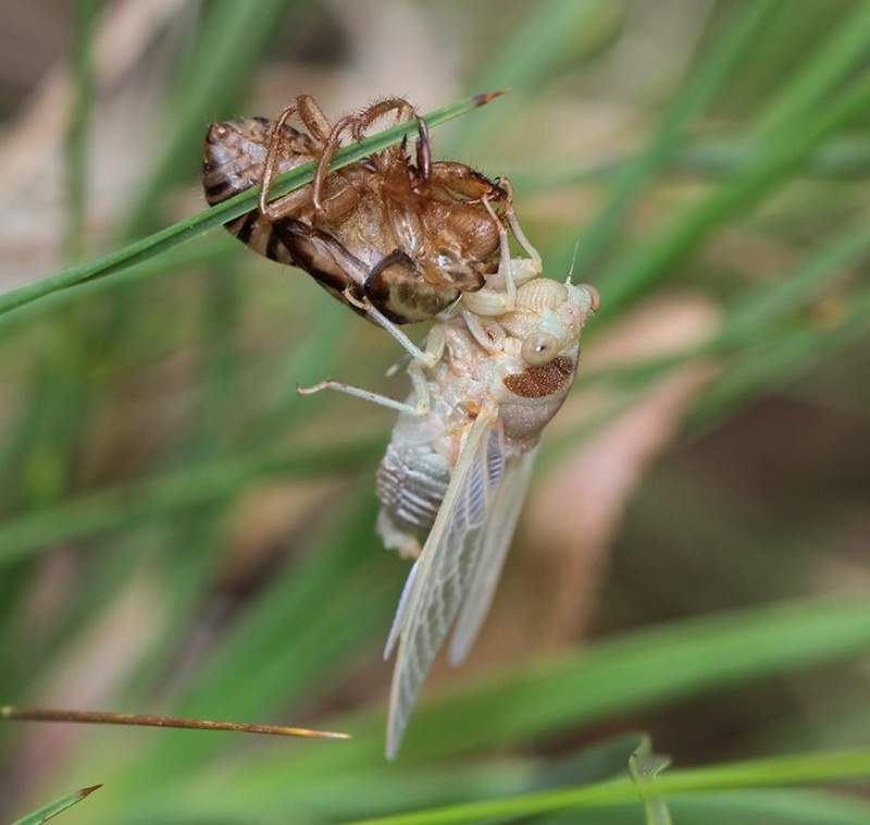 Photo of the Sandgrinder cicada, a white cicada emerging from its shell clinging to a blade of grass