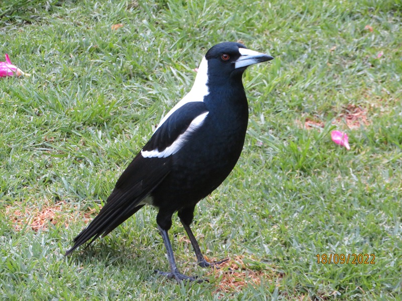 Black and white Australian magpie perched on some green grass