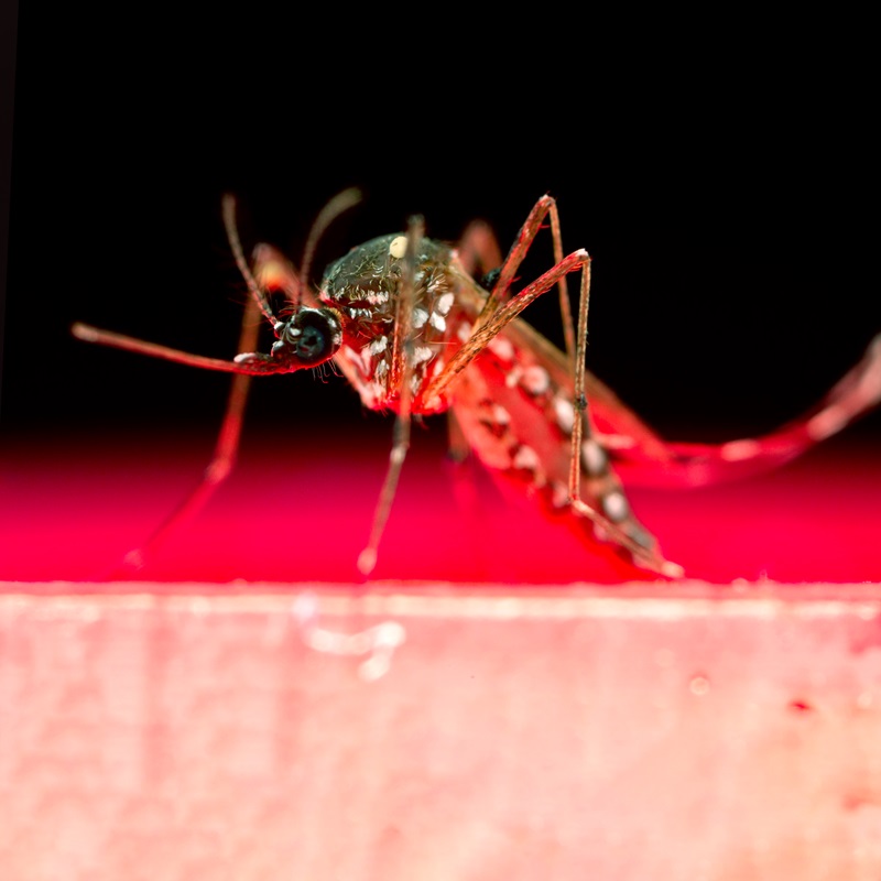 A close up photo of a mosquito standing on a red/pink background