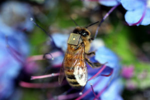 Bees with Backpacks