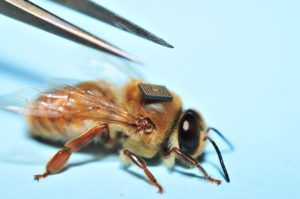 Bees with Backpacks