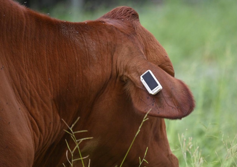 Ceres Tag eartag on a cow