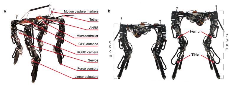 morphologically adaptive robot
