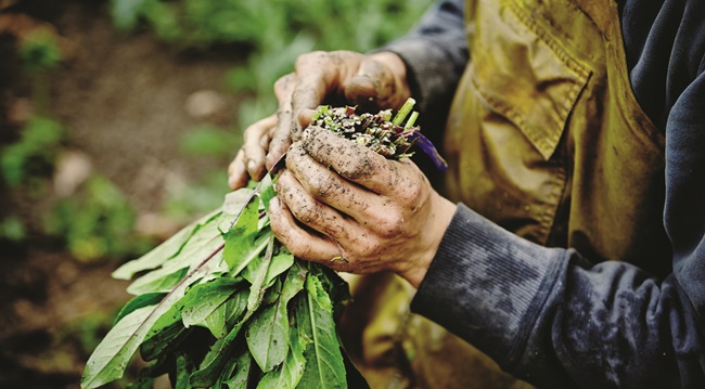 Vegetables being examine on a farm