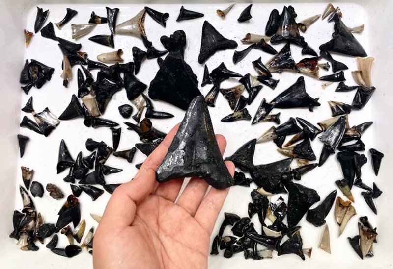 A tray of shark teeth with a hand holding a large shark tooth.
