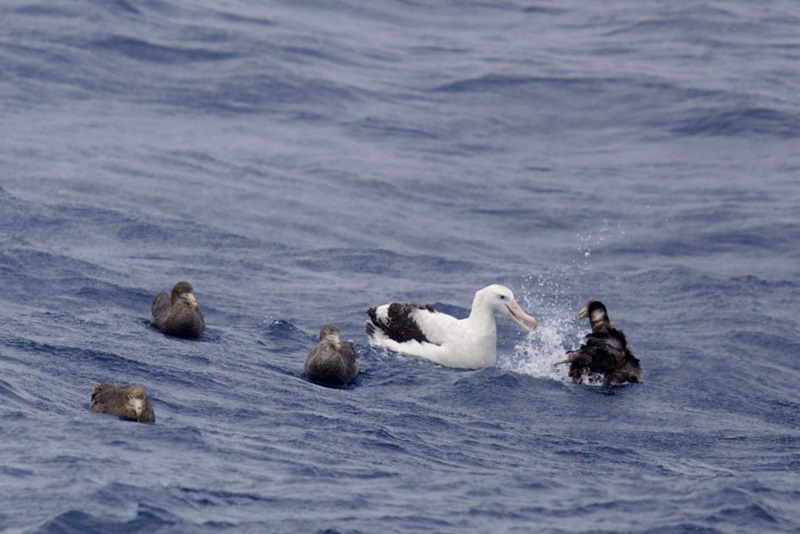 An adult seabird sits on the ocean surrounded by juvenile birds.