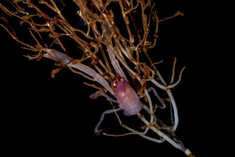 A lobster on some bamboo