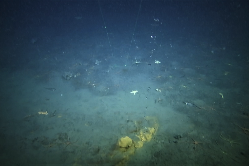 An image of the seafloor showing bubbles coming from volcanic activity below.