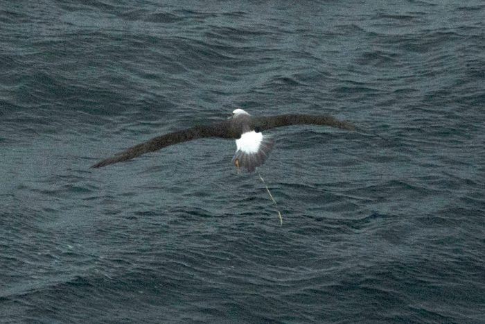 Albatross with balloon string