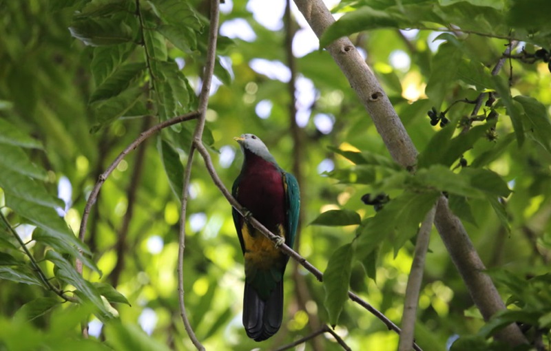 A Wompoo fruit dove sits on a tree branch.