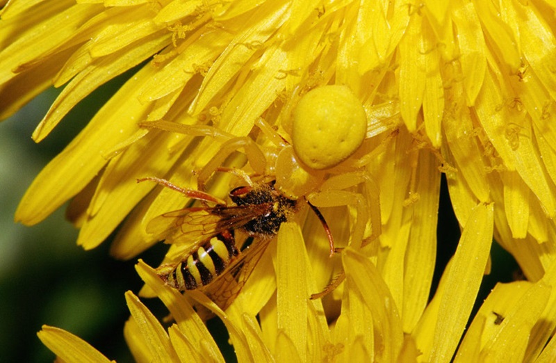 crab spider Thomisidae