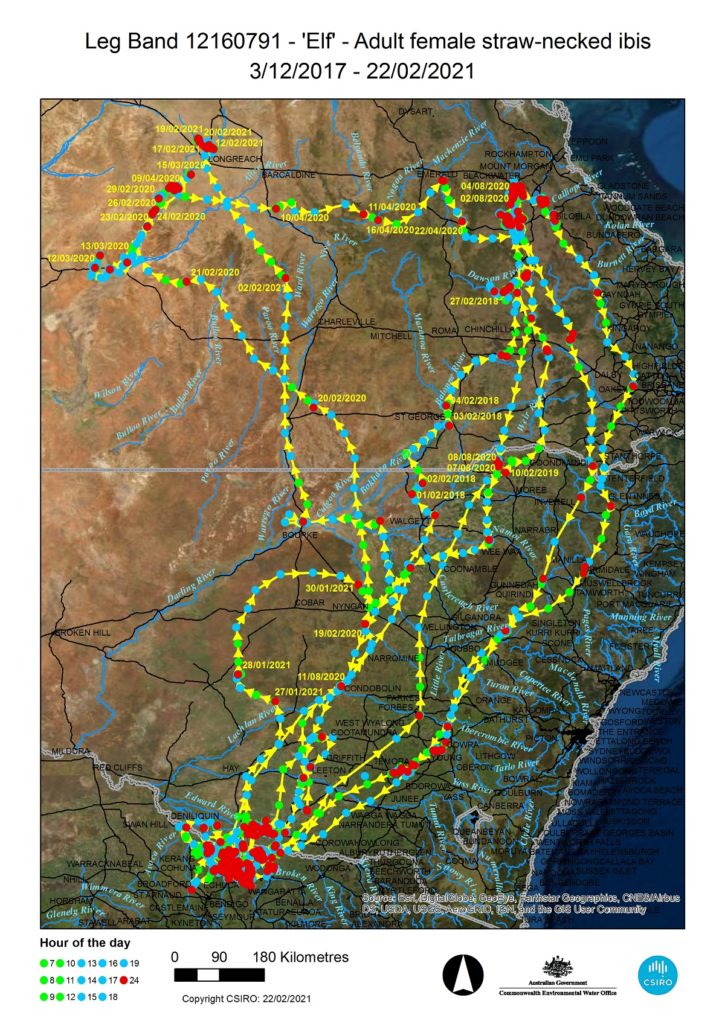 leg band, straw-necked ibis, flight paths