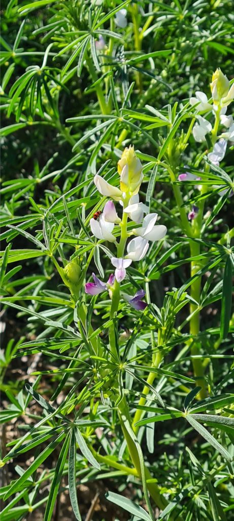 Lupin in grass