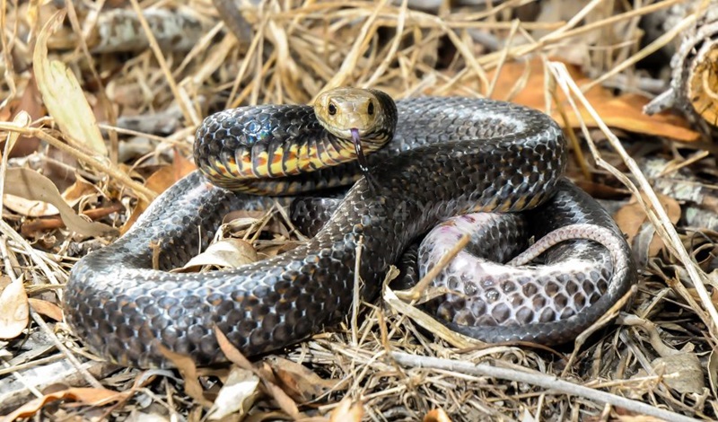 An Eastern Brown Snake