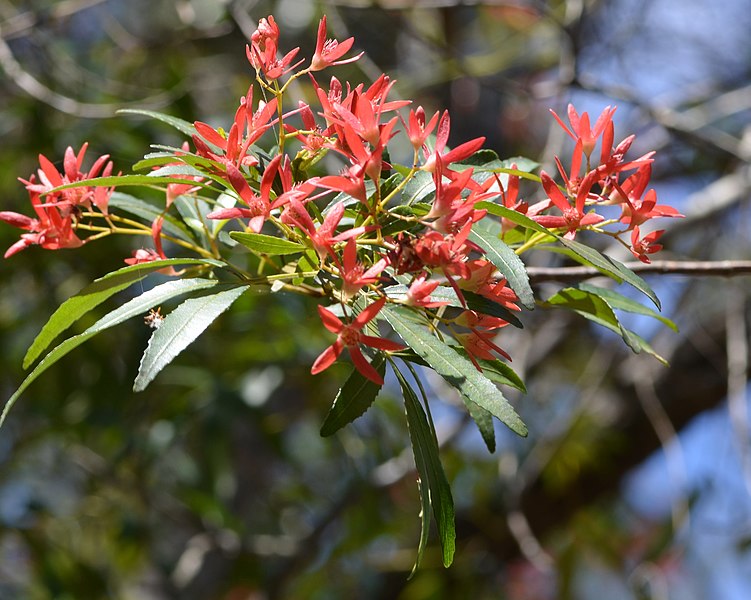 Branch with pink flowers. 