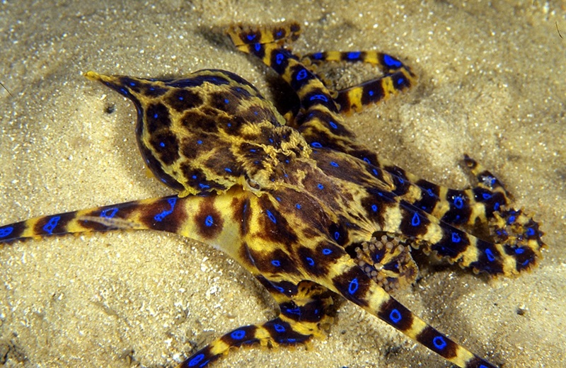 A blue ringed octopus - Yellow looking octopus with blue spots - on a sandy seabed.