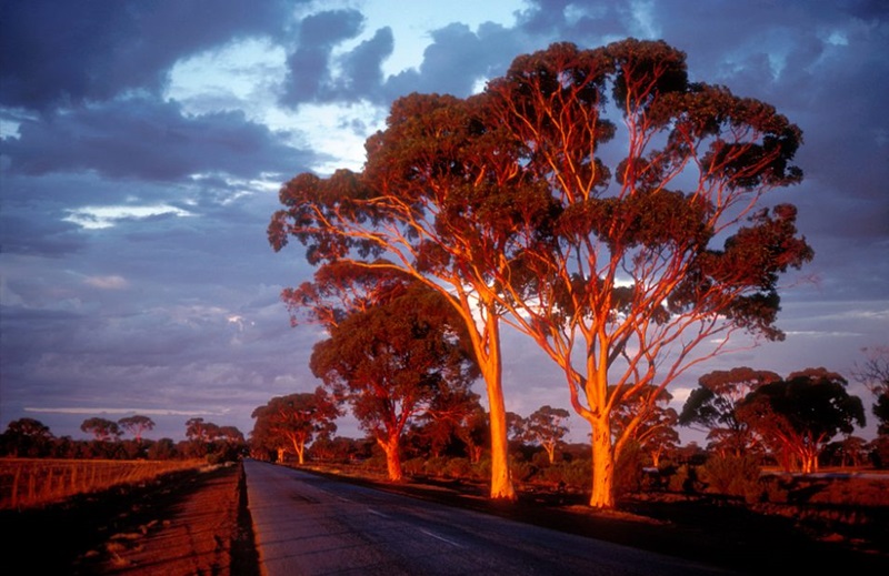 salmon gum trees at sunset in western australia