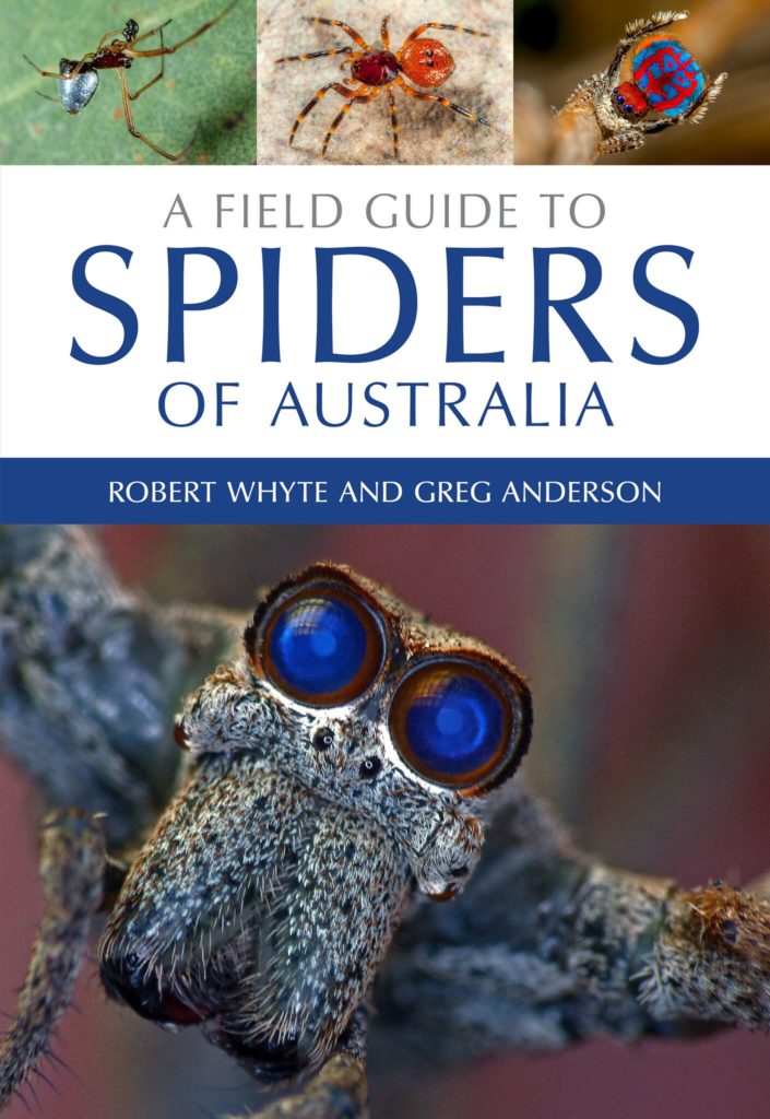 Common Australian Spiders