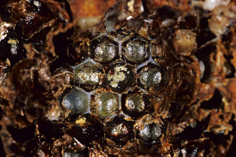 A family of Varroa mites within a brood cell. 