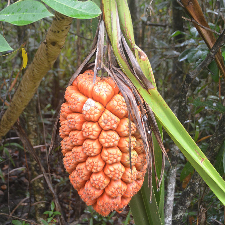 A bright orange fruit hangs from a tree surrounded by forest.