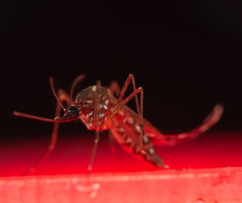 A photo of a mozzie, the aedes aegypti mosquito.