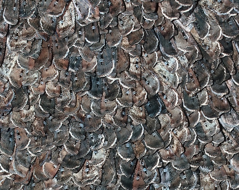 A cluster of bogong moths.