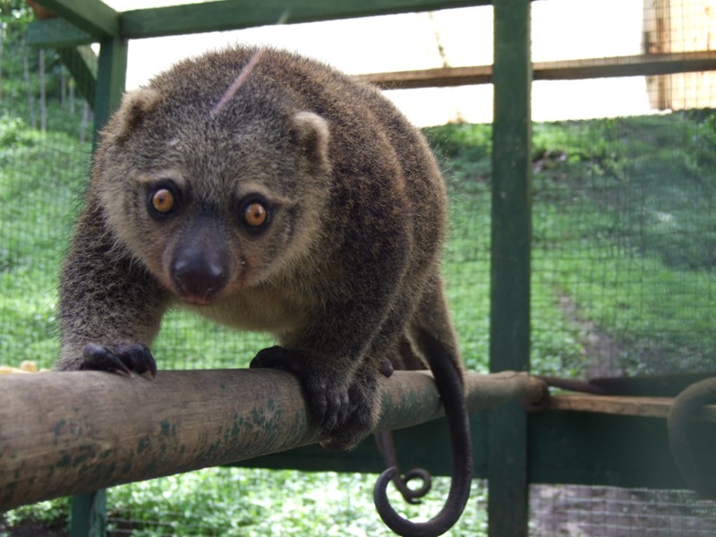 Koalas: Facts About Iconic Marsupials