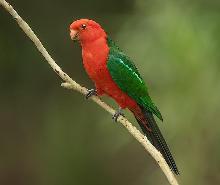 Photograph of a red bodied and green winged King Parrot perched on a branch.