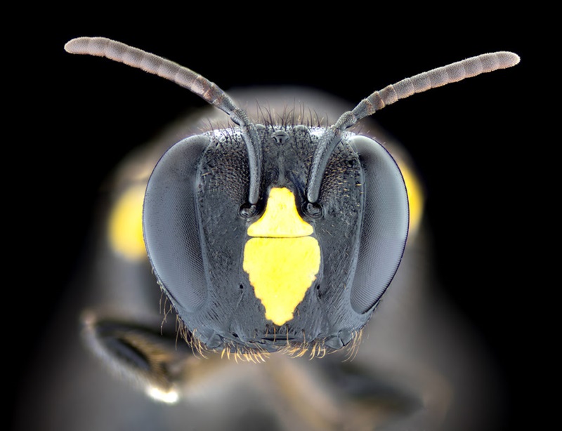 An extreme close up of a native Australian bee head pointing towards the camera