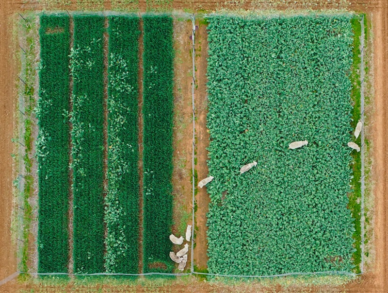 An aerial photo of sheep walking through two sections of crops. 