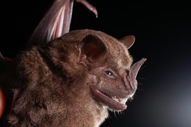 A Jamaican fruit bat, Artibeus jamaicensis