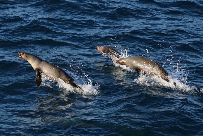 Three seals bursting from the surface of the ocean
