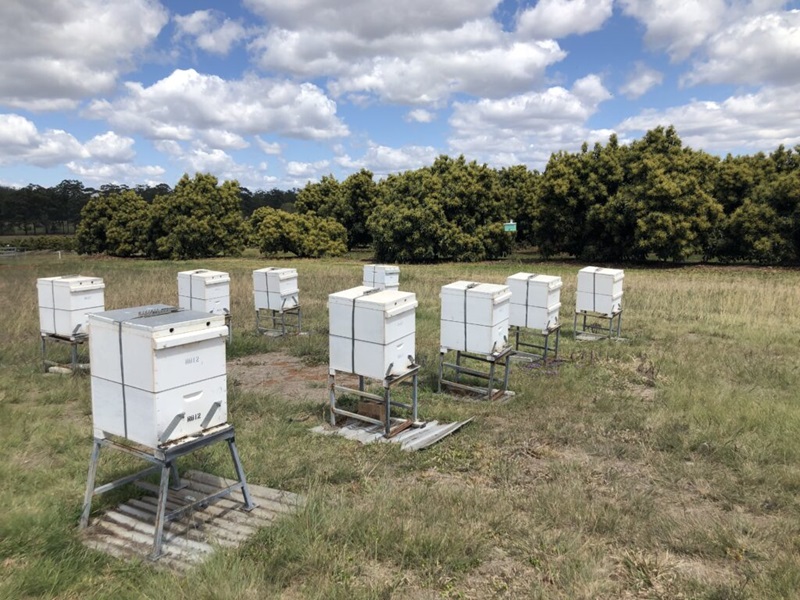 Rows of bee hives.