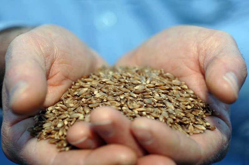 Using traditional plant breeding techniques, our scientists have developed BARLEYmax™, a new type of barley with significant health benefits.