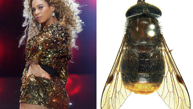 beyonce and the Plinthina beyonceae fly