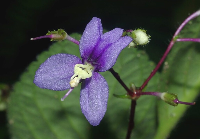 Close up of a Boea resupinata flower which is a purple violet.