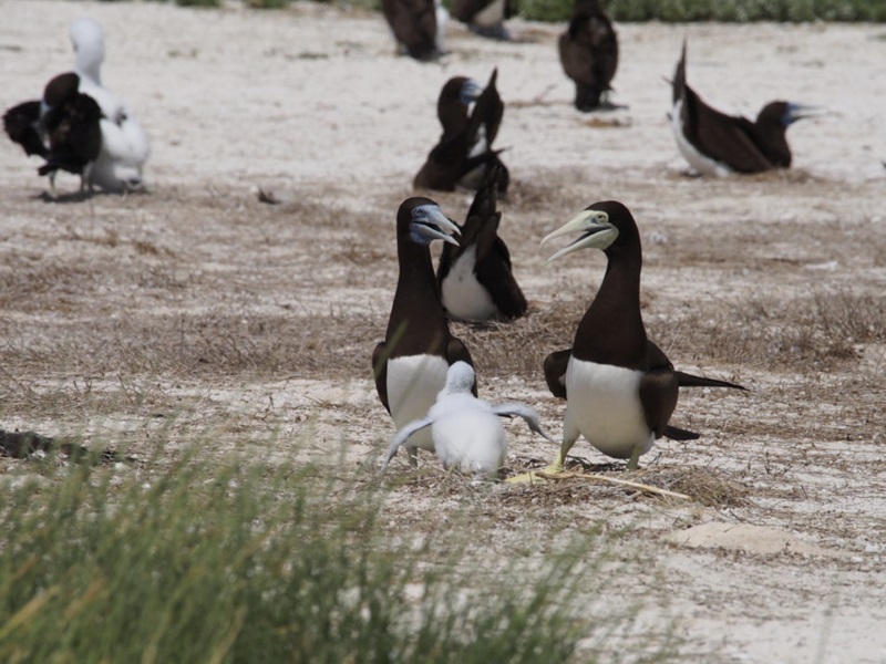 Black and white birds