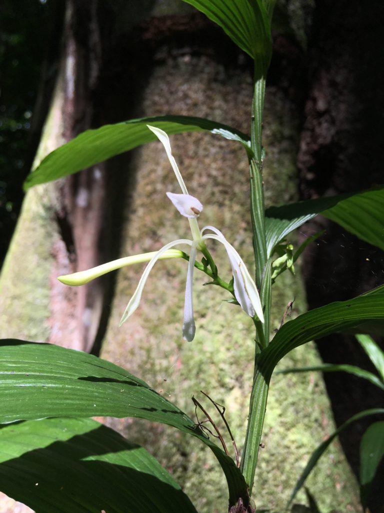 An orchid showing thin green palm-like leaves and a white flower with long thin petals.