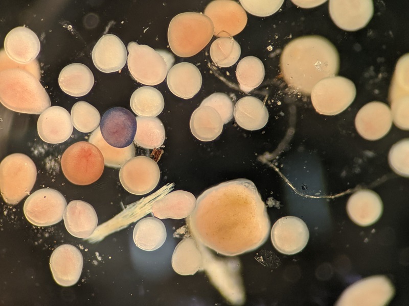 microscopic image of coral larvae. Pale orange spots on a black background